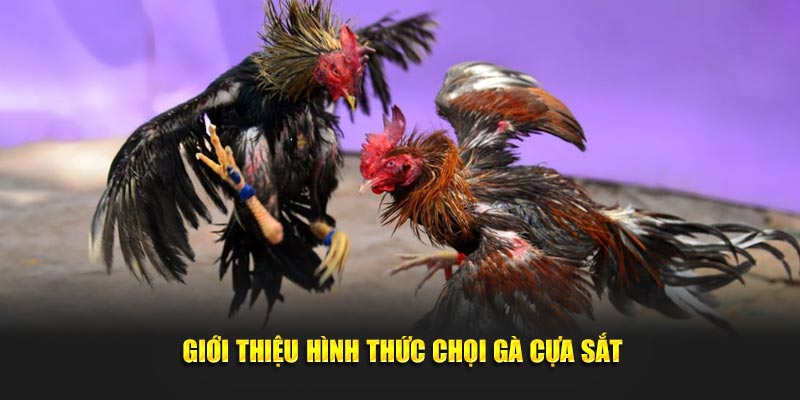 Hình thức chọi kê cựa sắt siêu hấp dẫn tại 33WIN