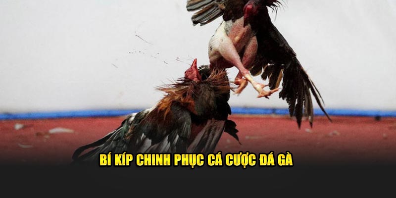 Chọi kê 33WIN chắc thắng thông qua bí kíp từ chuyên gia