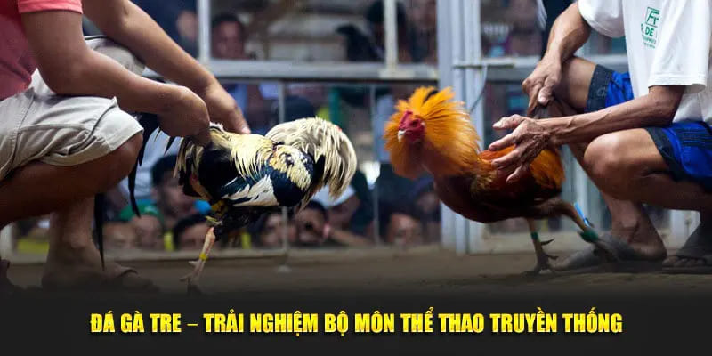 Tham gia đá gà tre kịch tính được 33WIN phát sóng